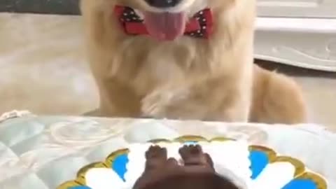 Cats funny videos 😂