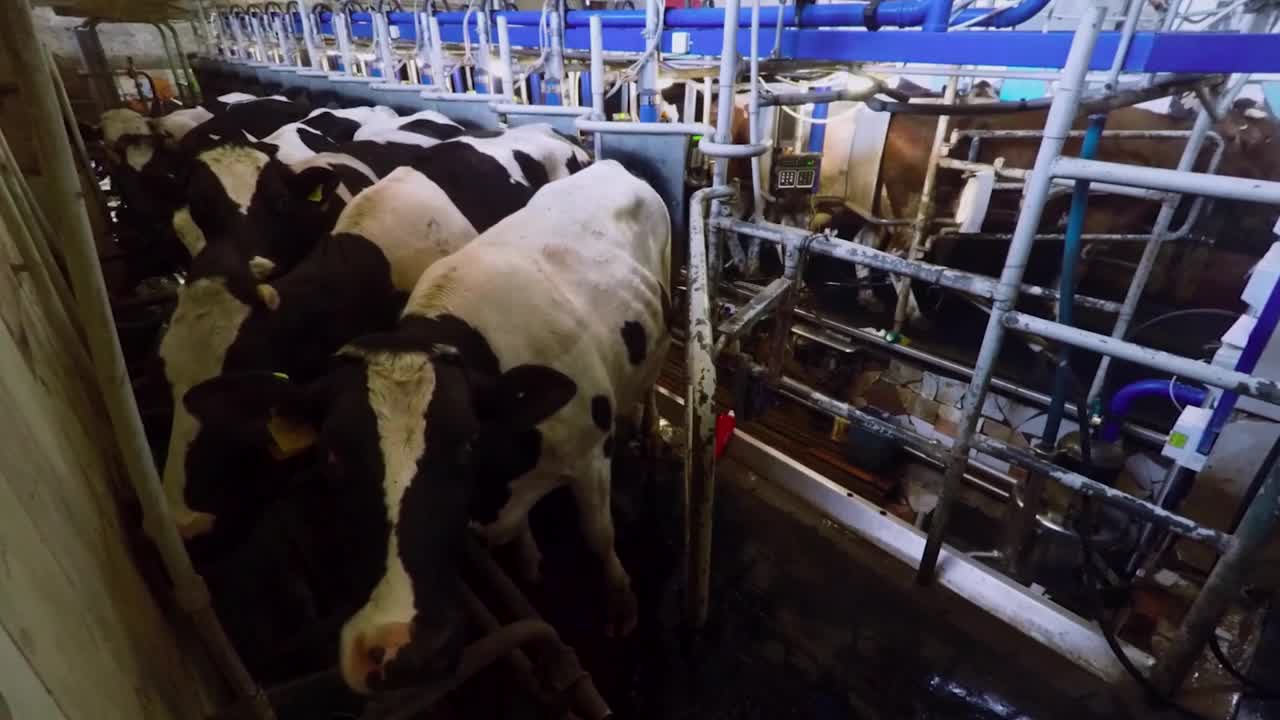 Cows stand in a barn in the barn