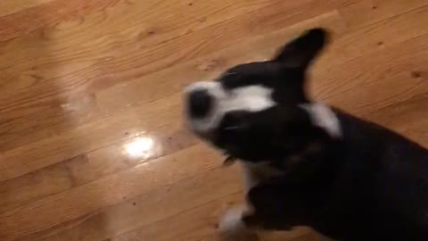 Black dog jumping when owner opens wine