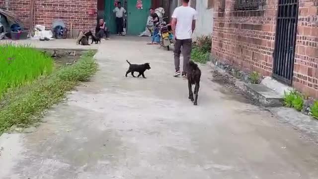 chasing dog