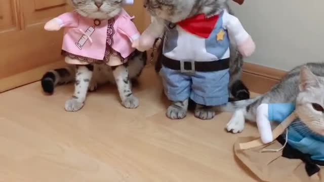 Three kittens