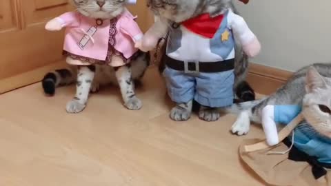 Three kittens