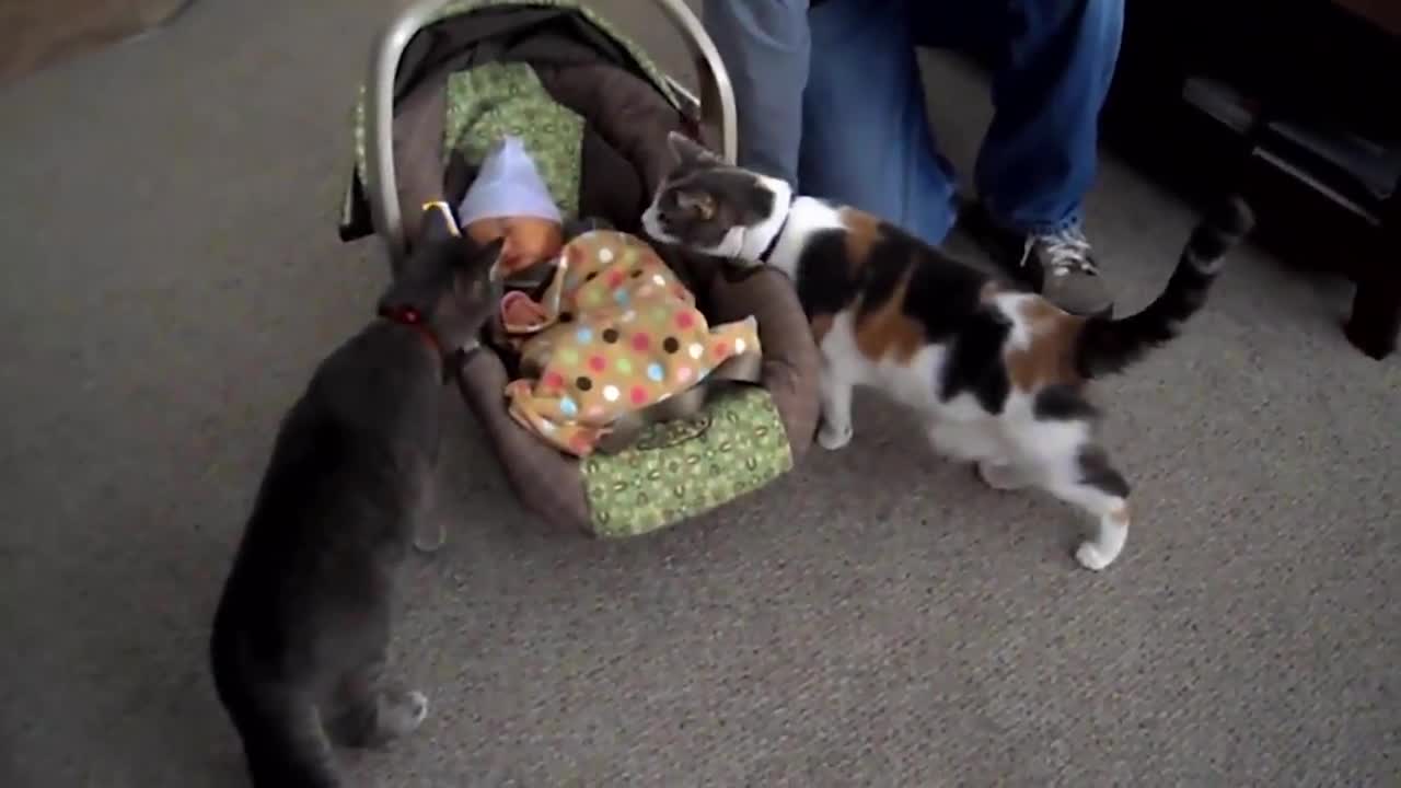 Pets meeting babies for the first time