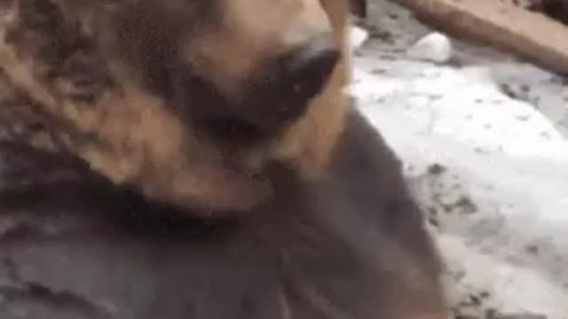 The walking bear in a funny (Funny Video)