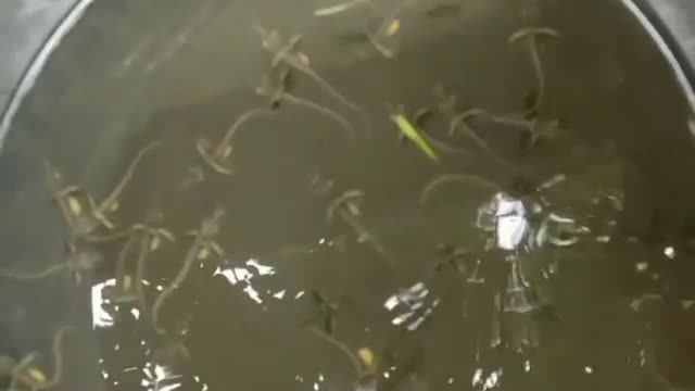 Ada yang tau ini ikan apa nama nya . Video by andreas26