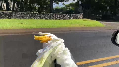 Bird Surfs on Window Sill