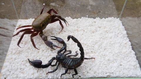 When a hungry scorpion meets the ferocious crab. Who is more powerful?