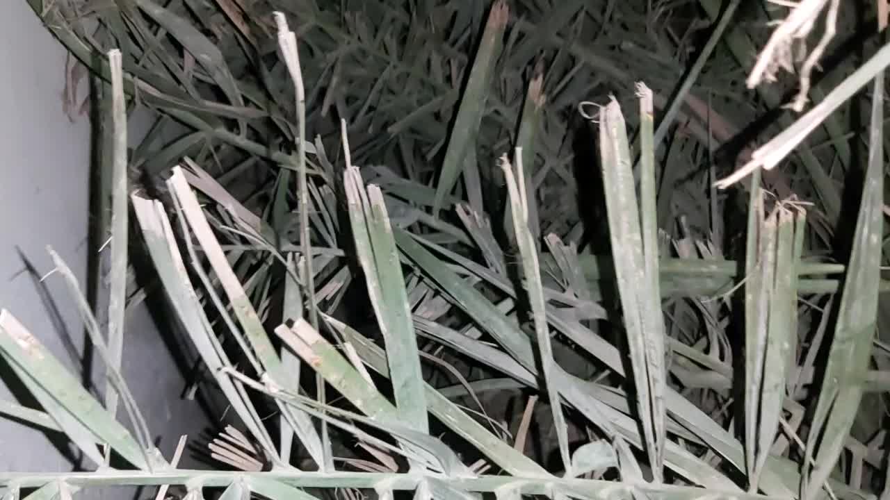 Kitten Meowing Under Bushes For Help