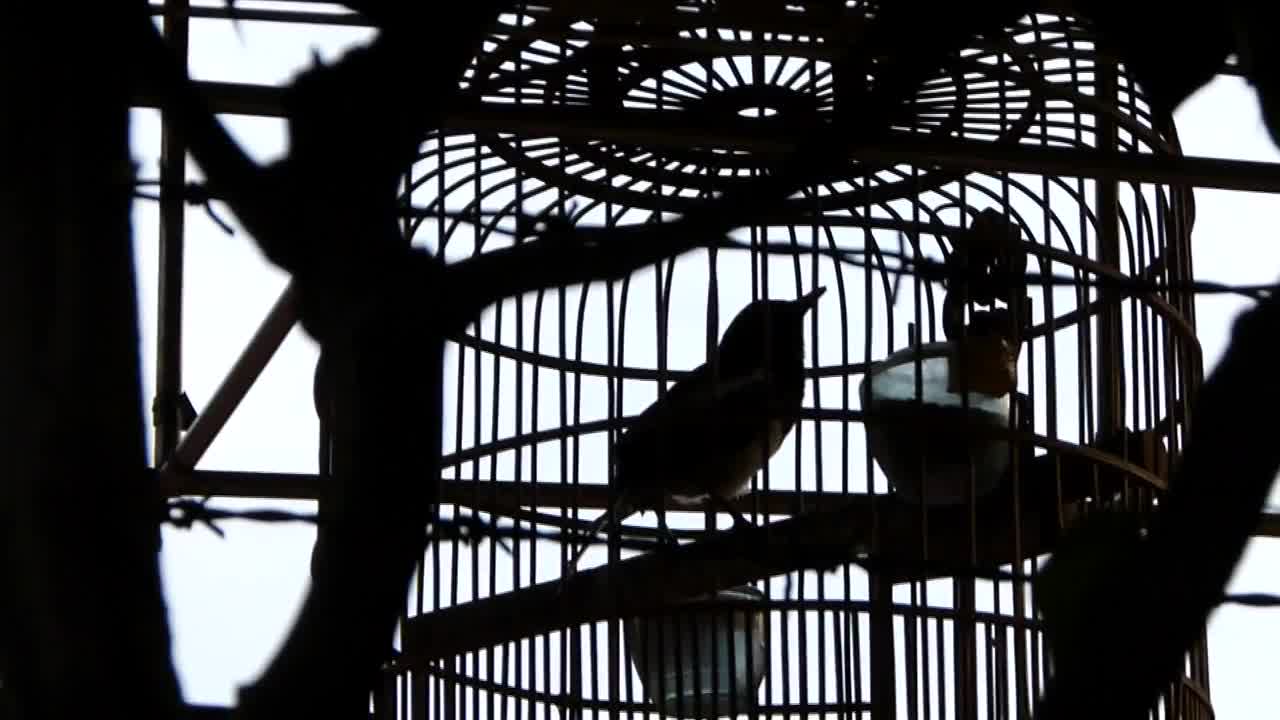 Beautiful song of oriental magpie Robin