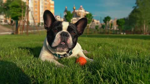 Cute Puppy Outdoors photo shoot