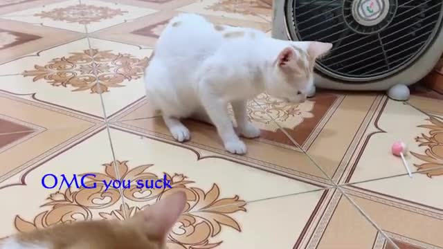 OMG Funny Cats VS Lollipop