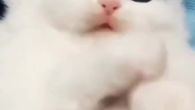 White Baby Cat Funny Videos