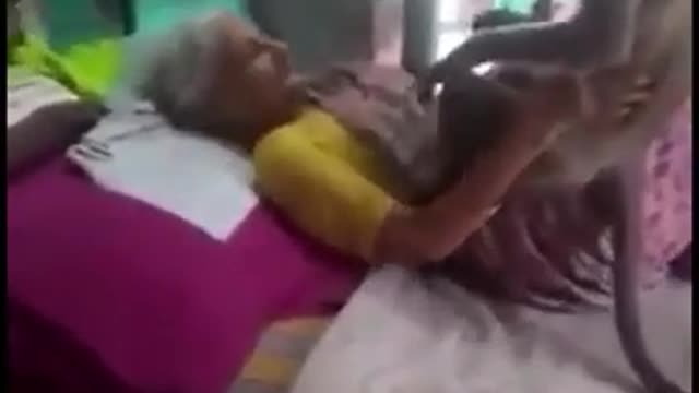 Monkey Comes to See an ill Woman | Human Animal Relation