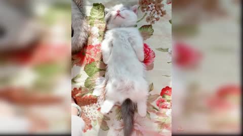 Kittens - Funny and cute cat videos compilation