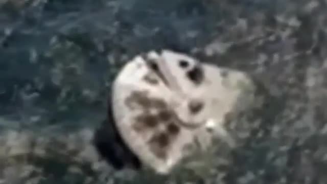 They are here ! I Want to believe We are not alone