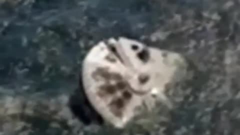 They are here ! I Want to believe We are not alone