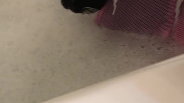 Give my precious Kitty a bath