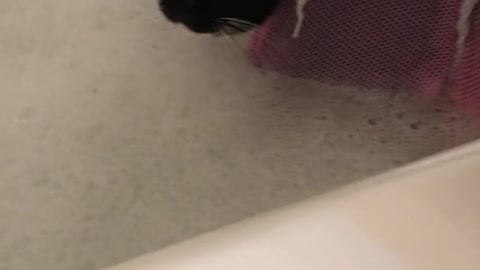 Give my precious Kitty a bath