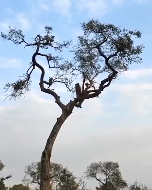 It is making fun of him |\ tiger vs monkey 😄😄😄😄