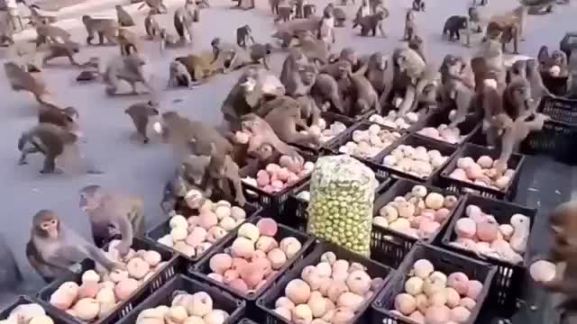 Hungry monkeys