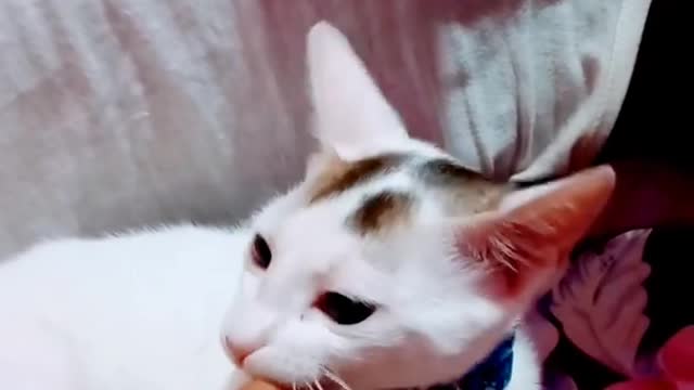 Pet Love with Man
