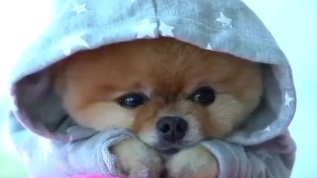 Cute dog short video