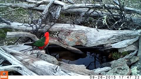 King Parrot visiting the creek pond taken
