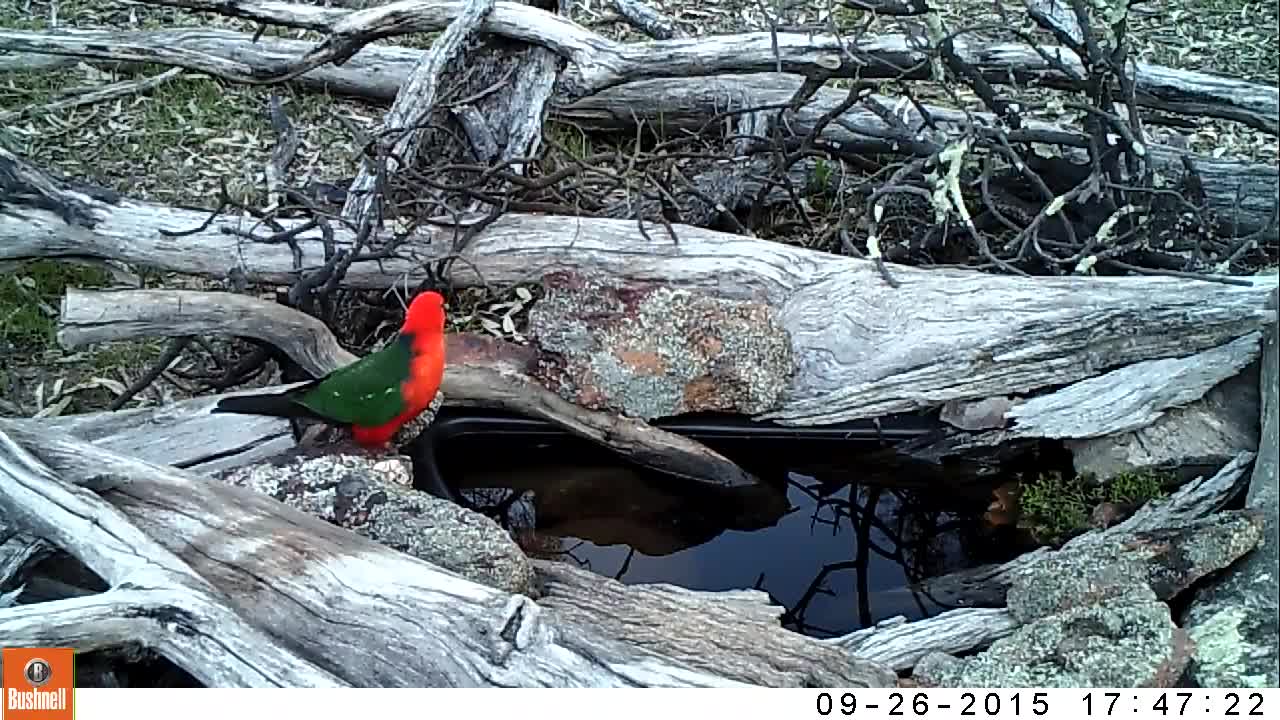 King Parrot visiting the creek pond taken