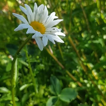 My flowers 🌼🌻🌸