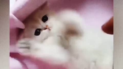 cute kitten🐱🤗💕