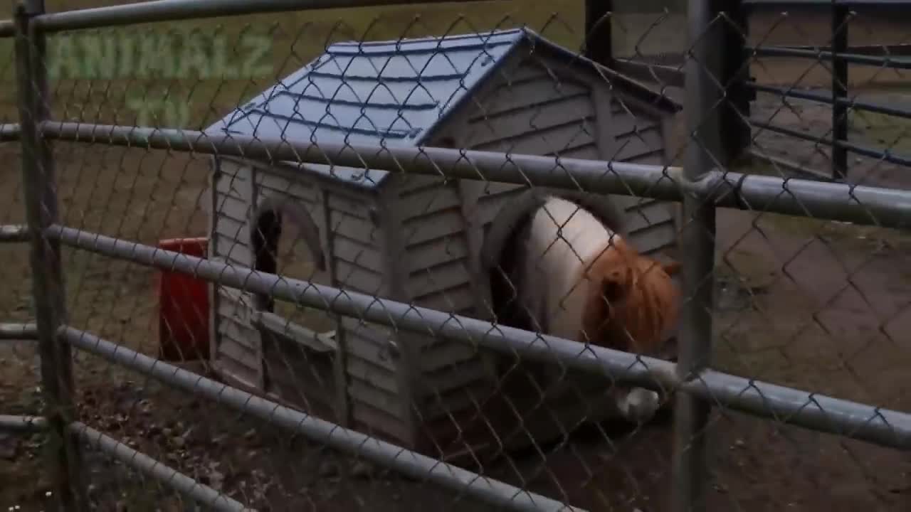 funny animals that failed