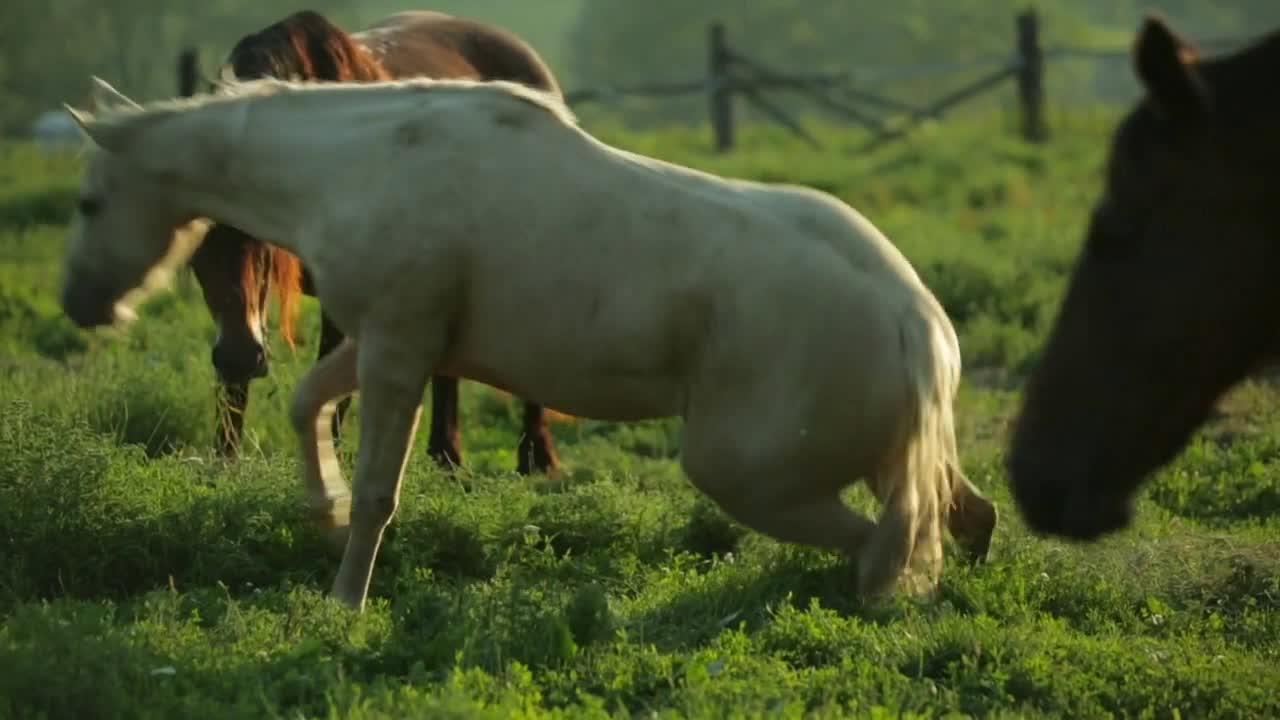 Farm horses in the pasture on a clear summer day closeup