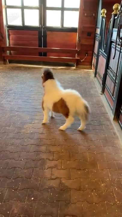 You must see this Miniature Pony #shorts