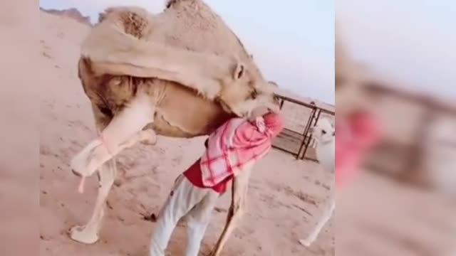 No anger over the anger of the camels