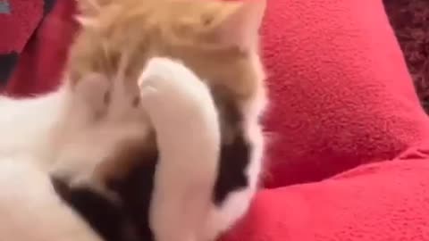 Cat love baby see cat mom so loving videos