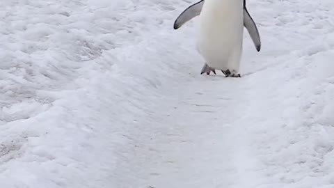 How do penguins walk?