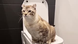 Cute Cat Uses Human Toilet! @ghost.the.keetso IG