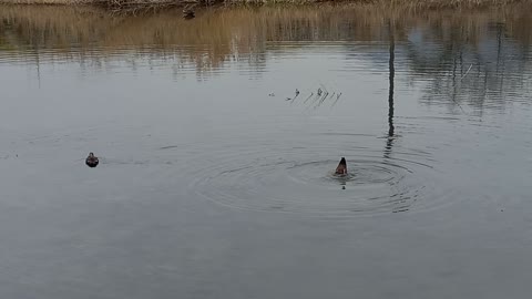 Duck Food Hunting