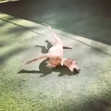 He just want to catch his tail, tries his best