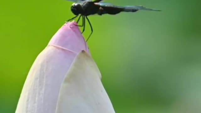 The scent of flowers attracts dragonflies