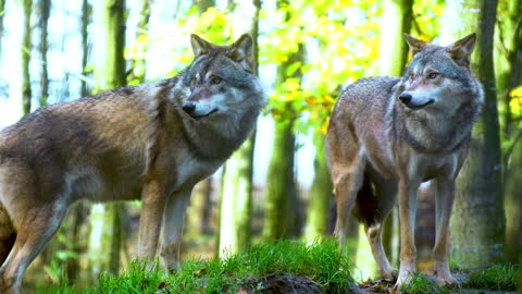 wolves on alert in the forest