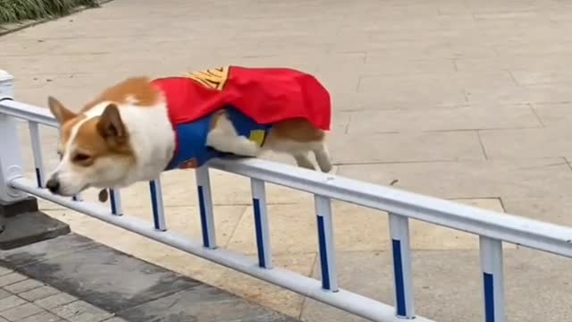 Nice Jump for dog