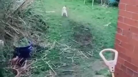 Funny Cat and Dogs