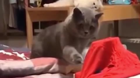 funny cat