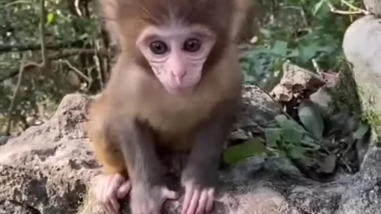Beautiful Animals