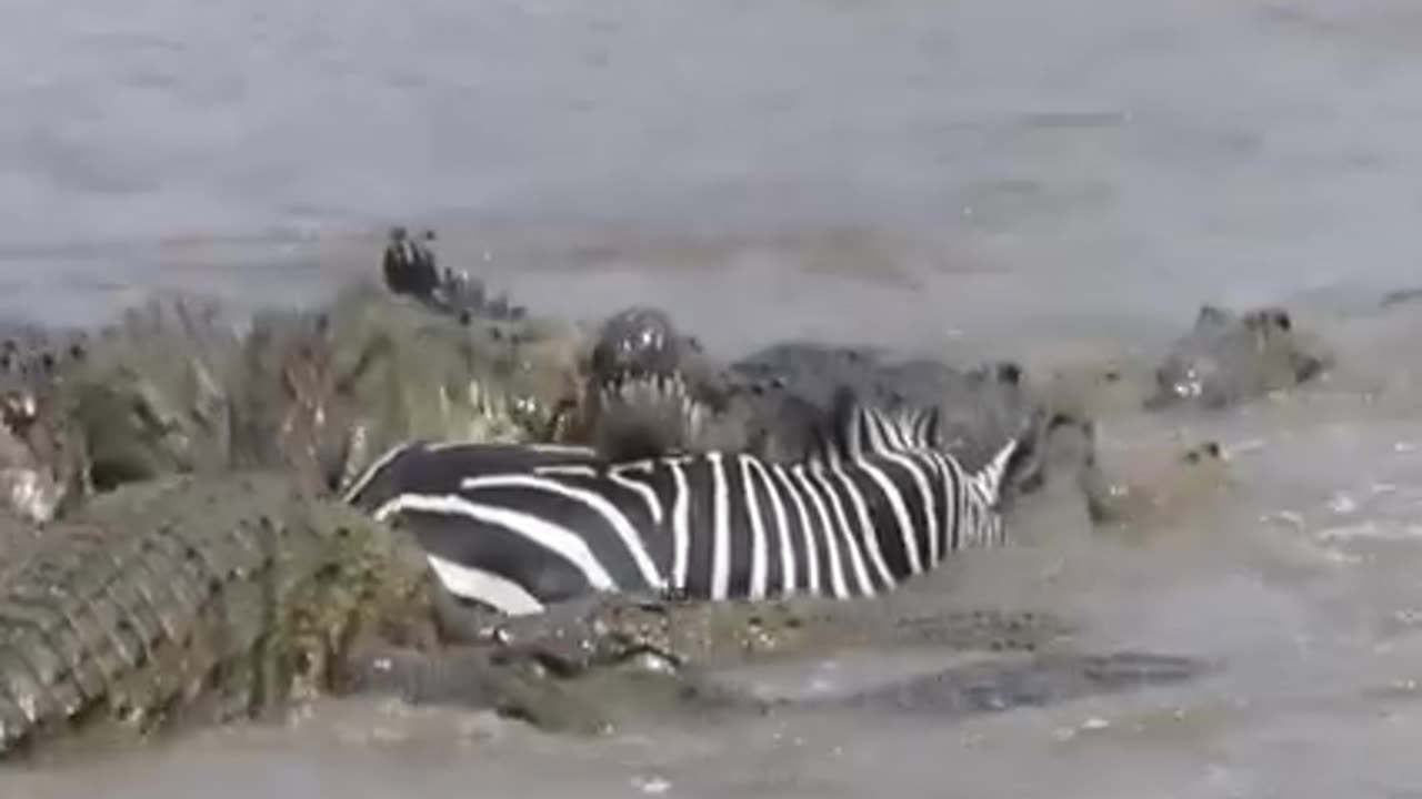 Epic 60 Animal Fights In The Wild