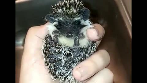 The hedgehog is on a bathing date today.