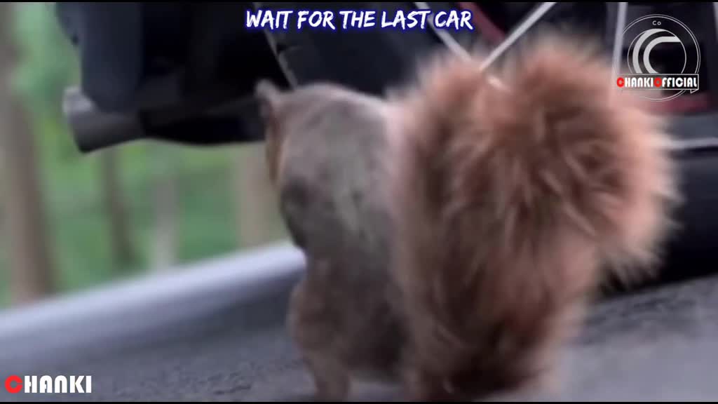 Rabid squirrel with nuts