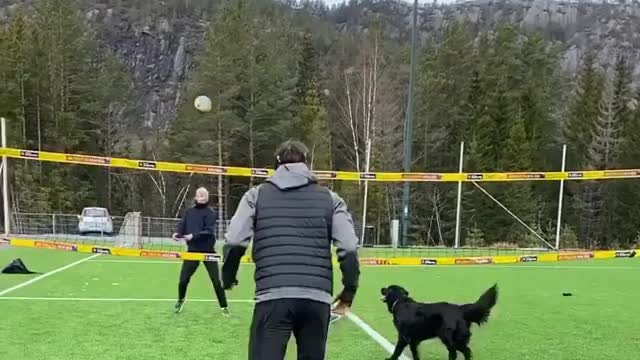 Dog Plays Volleyball