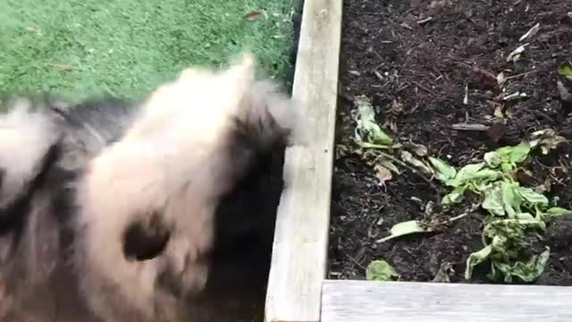 🔥Funniest Dogs will make you laugh all day long | Instagram Reels and Tiktok Videos | Desi animals 🔥